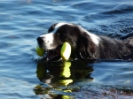 Sommer Sommer